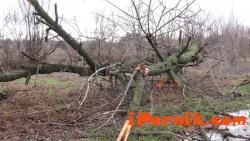 Паднало дърво счупи крака на жена заради ураганния вятър в София 11_1448128090