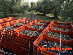 Зехтинът поскъпва, няма реколта от маслини 11_1448807587
