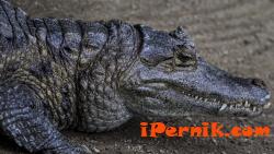 Крокодил се намъкна в басейн във Флорида 01_1453477409