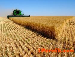 Увеличават се отглежданите зърнени култури у нас 02_1455868890