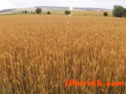 Износът на биопшеница за Германия е с голям потенциал  02_1456220798