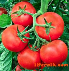 Контрабандата на турски домати у нас е за 10 млн. долара годишно 02_1456296008