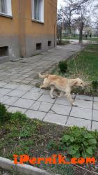 Куче се е изгубило в района на строителната гимназия 03_1458668792