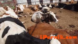 Унищожават 100 крави, били болни от нодуларен дерматит 04_1460786031