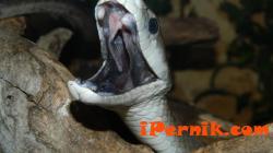 Най-отровната змия на Земята идва в Перник 05_1462607176