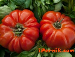 Аномалиите на времето намалиха продукцията от краставици, домати и чушки 05_1463371407