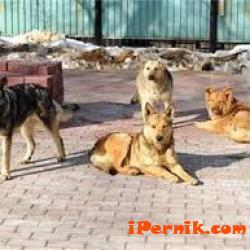 Гласуваха програмата за овладяване на популацията на безстопанствените кучета в община Перник 05_1463893197