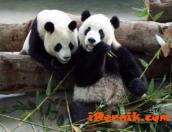 Любимата храна на пандите може да доведе до изчезването им 05_1463975614