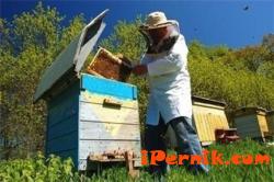 В Добруджа пчелите умират 05_1463975848