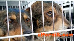 Започва кампания за осиновяване на малки кученца в Перник 06_1465317740