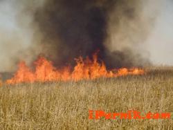 50 декара пшеница и над 30 декара суха трева си изгорели при пожар в пернишкото с. Расник 07_1468067120