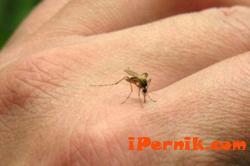 Зика може да се адаптира към нашите комари 08_1470027528