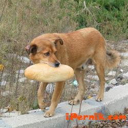 Атакуват наредбата за овладяване популацията на безстопанствените кучета в Перник в съда 08_1470802913
