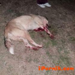 Питбул нападнал бездомно куче 10_1475813685