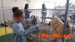 Правят изложба на зайци, пернати гълъби и декоративни кокошки в Перник 10_1476631375