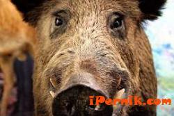 Свиреп глиган нападна кучетата на ловци от монтанско село 11_1478701135