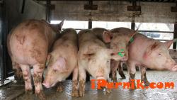 Агенцията по храните взема извънредни мерки, за да не допусне болестта Африканска чума по свинете 11_1478791113
