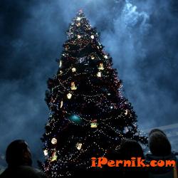 На 7 декември ще запалят коледната елха в Перник 12_1480750117