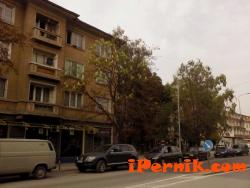 Перник снимка: за хората и събитията - цъфнали кестени в Перник