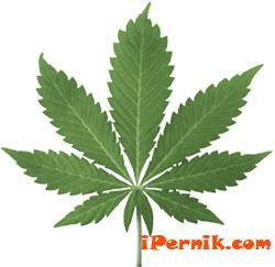 Перник: листо марихуана