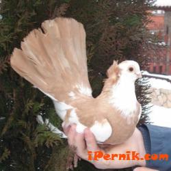 Пернишки гълъб стана стана шампион на изложението в Лайпциг сн. galabite.com