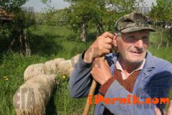 Перник снимка: за хората и събитията - брезнишка овца
