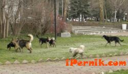 Бездомни кучета пред общината в Перник