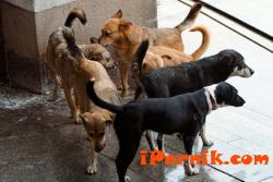 Бездомни кучета в Перник Pernik