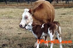 Крава с теле