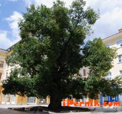 Сливенският бряст спечели конкурса "Европейско дърво на годината"! 