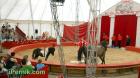 Цирк Колозеум - малкото пони и коня
