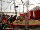 Султан и Емир в цирк Колозеум