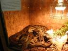 Отровни змии ядат мишки в музей- снимки
